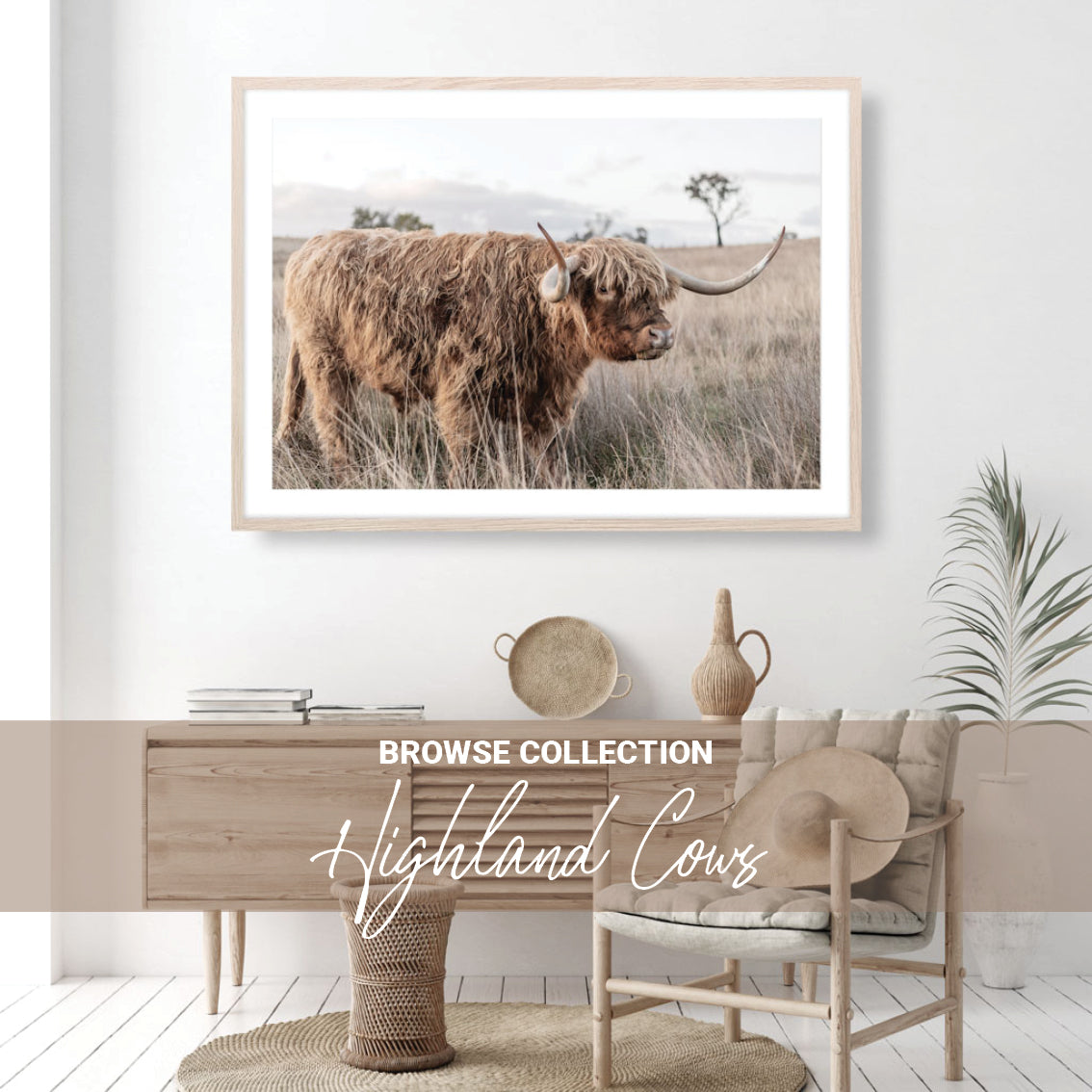 Highland Cows