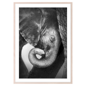 BABY ELEPHANT