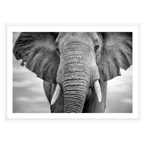 AFRICAN ELEPHANT