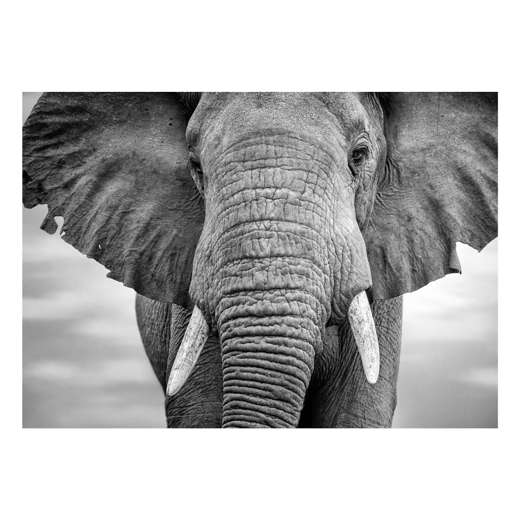 AFRICAN ELEPHANT