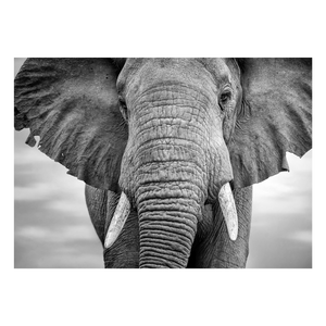 AFRICAN ELEPHANT