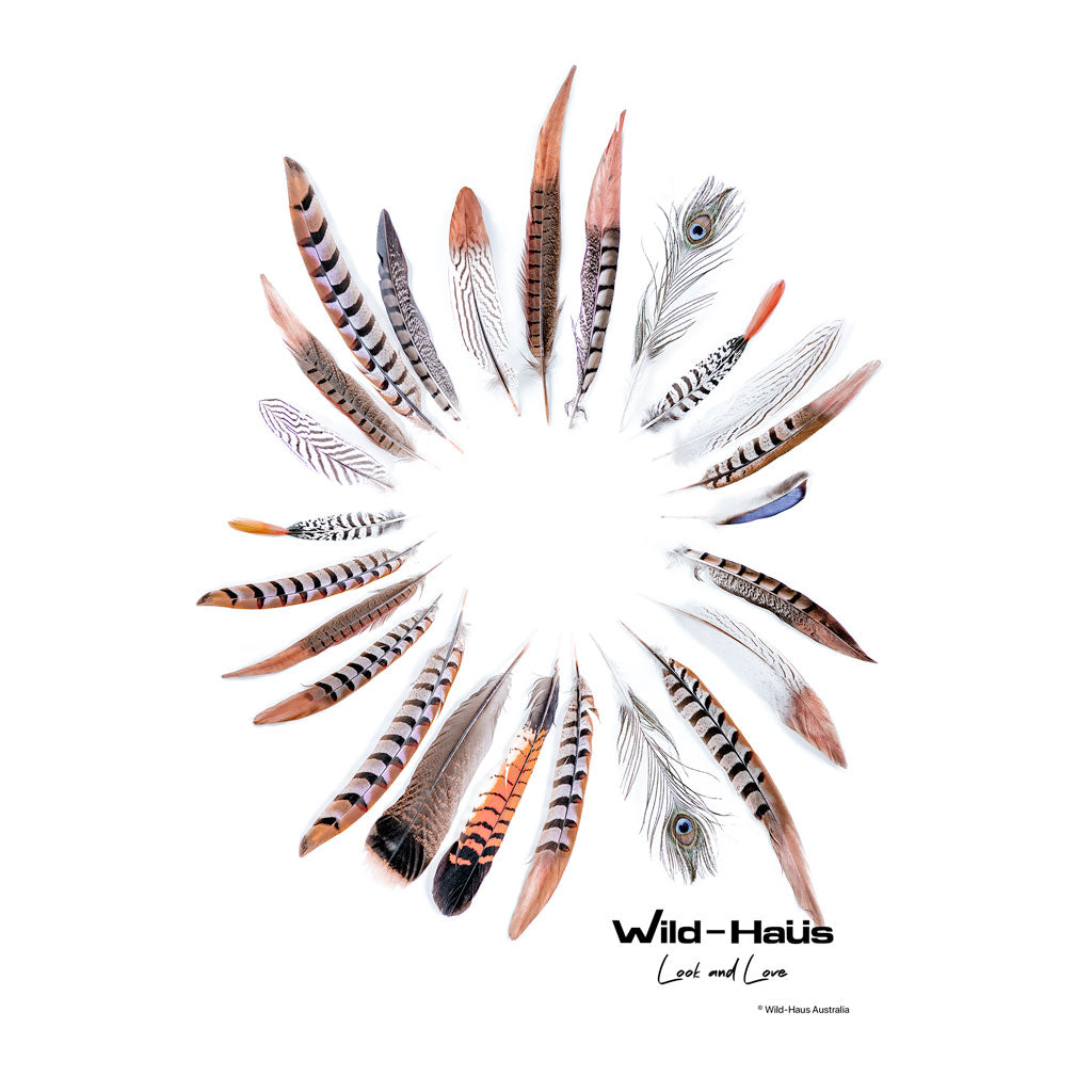 BIRD OF A FEATHER VI