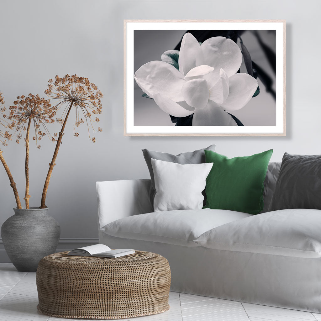 WHITE MAGNOLIA II