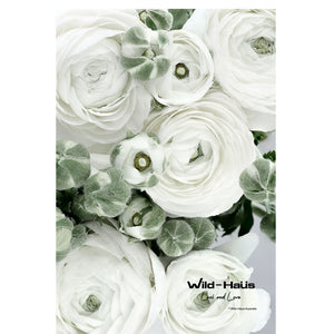 WHITE RANUNCULAS II