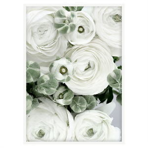 WHITE RANUNCULAS II