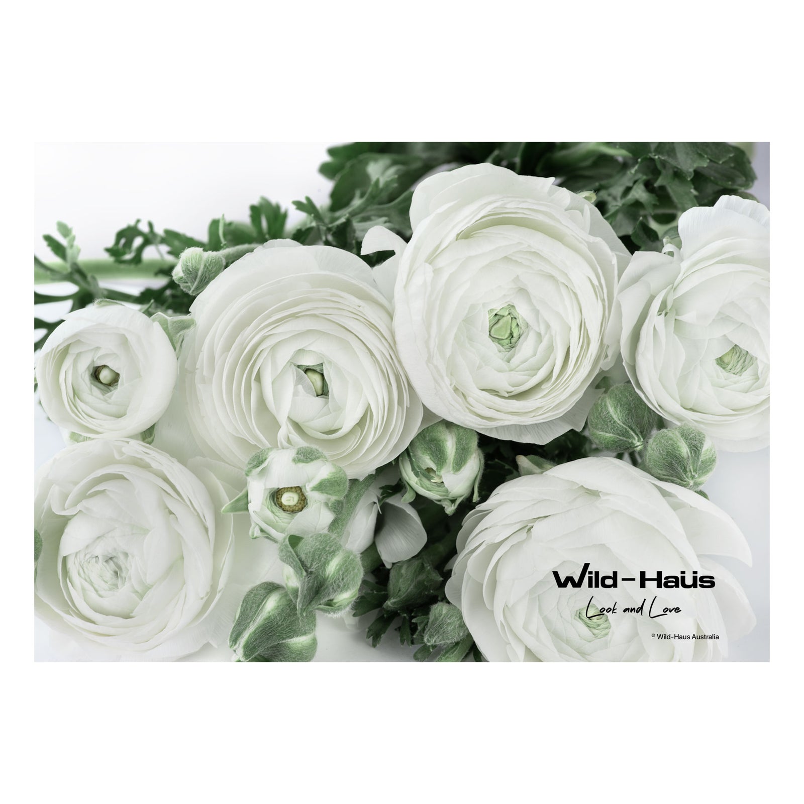 WHITE RANUNCULUS IV