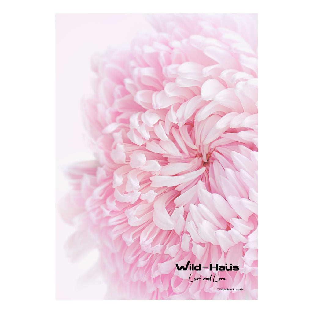 LIGHT PINK BIG MUMMA