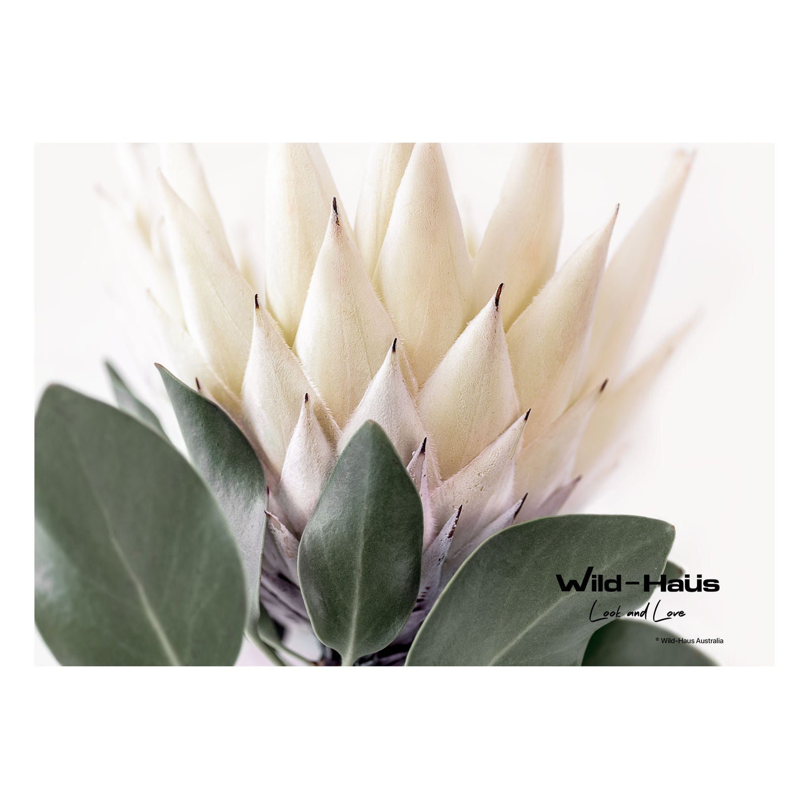 MILK & HONEY KING PROTEA