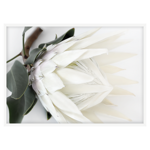 WHITE KING I
