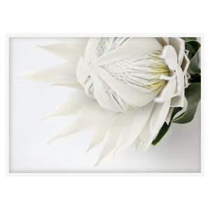 WHITE KING III