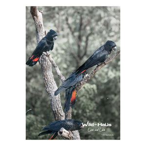 BLACK COCKATOOS