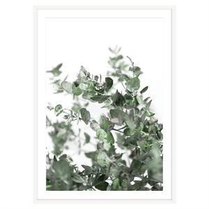 BABY EUCALYPTUS II