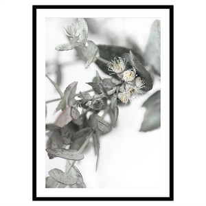 EUCALYPTUS FLOWERS
