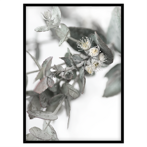 EUCALYPTUS FLOWERS