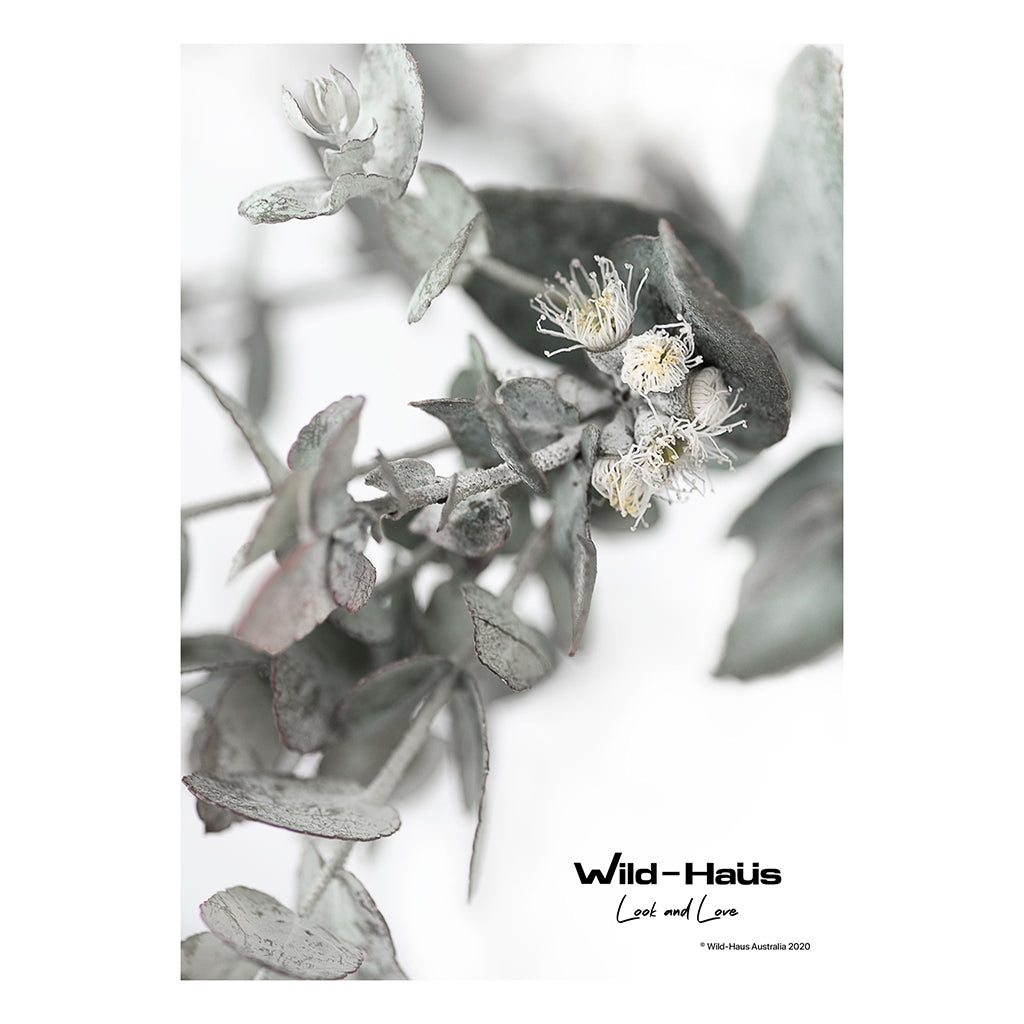 EUCALYPTUS FLOWERS