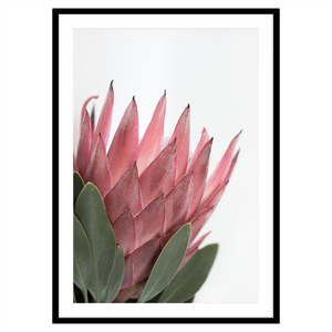 PINK KING II V