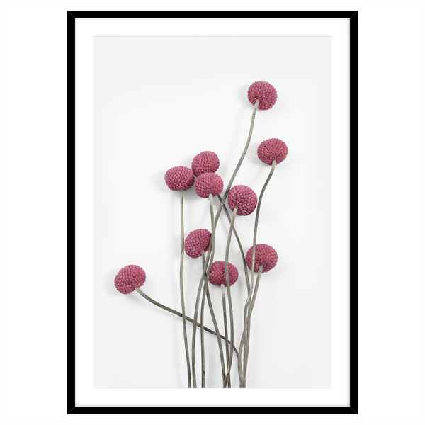 BILLY BUTTONS MAUVE - Wild-Haus