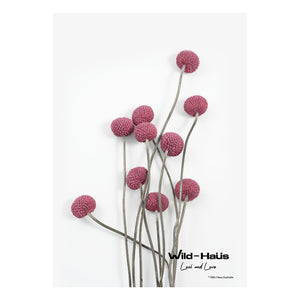 BILLY BUTTONS MAUVE