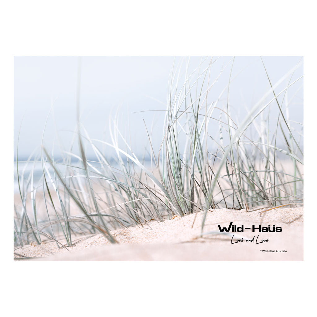 Dune Grass