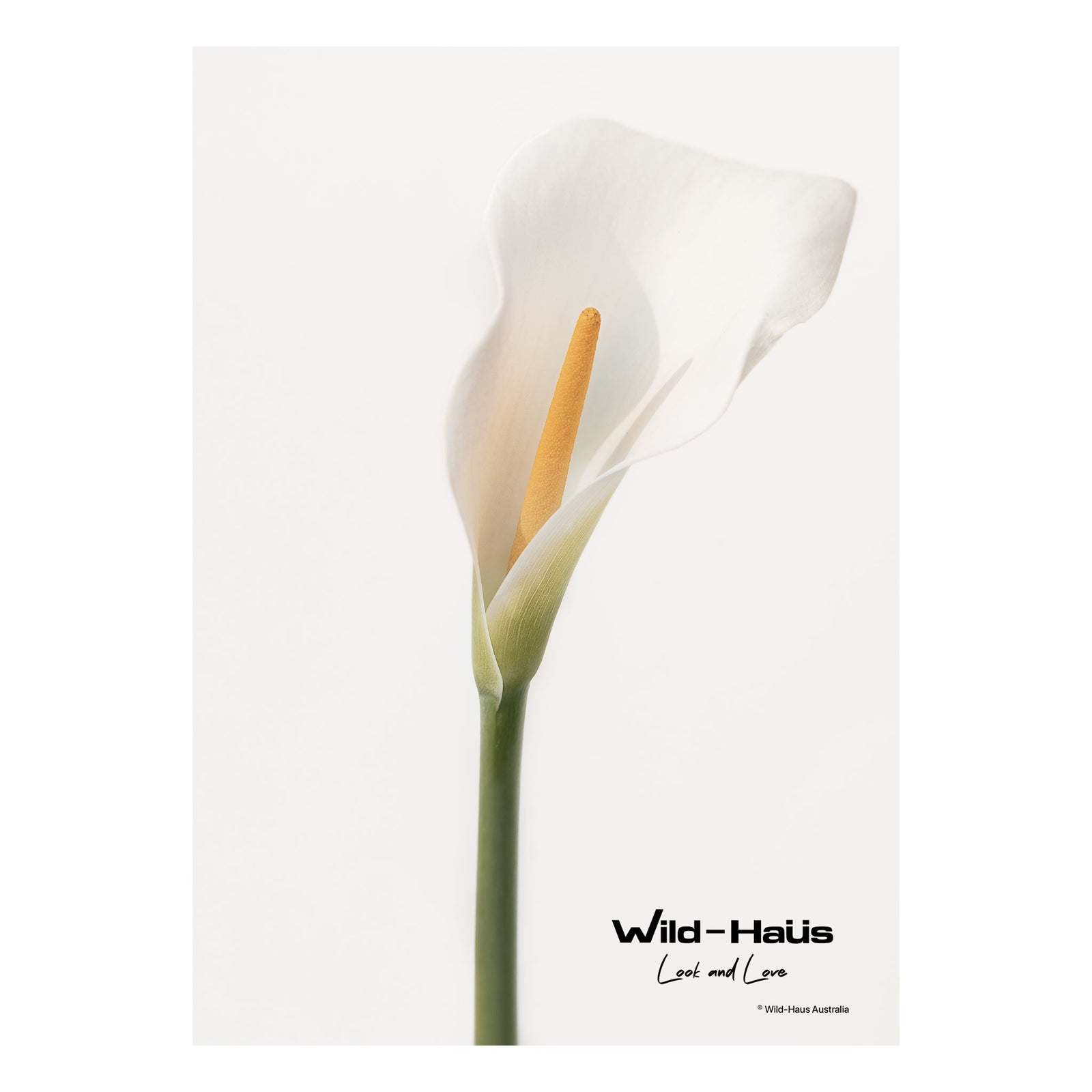 CALLA LILY