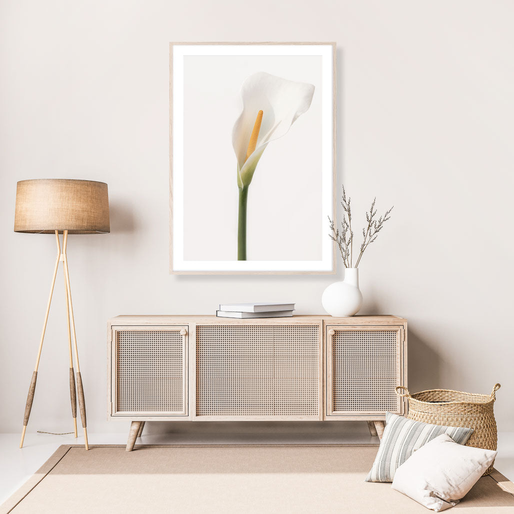CALLA LILY