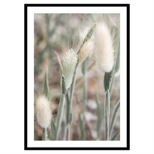 WILD BEACH FLOWERS