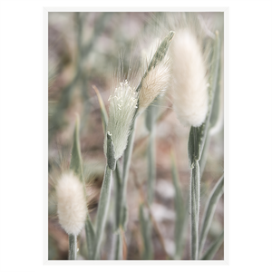 WILD BEACH FLOWERS