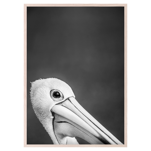 PELICAN PORTRAIT