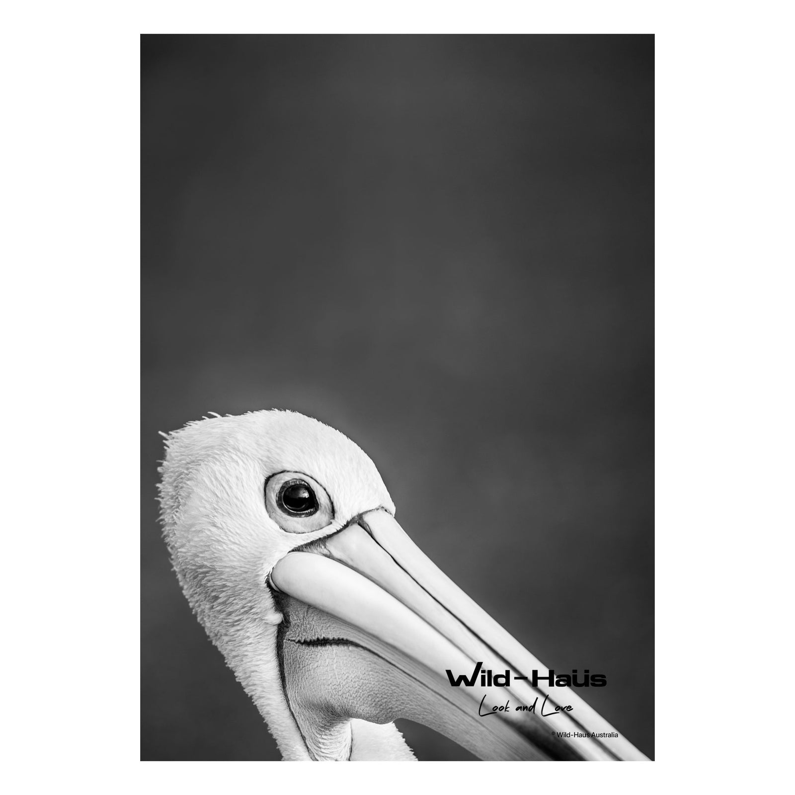 PELICAN PORTRAIT