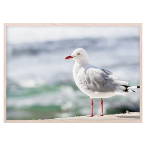 SEAGULL II