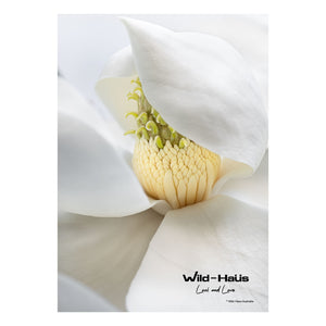 WHITE MAGNOLIA