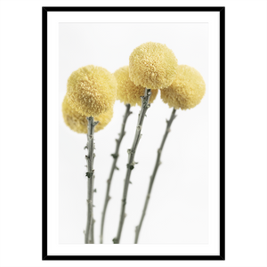 YELLOW POM POM