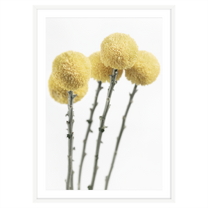 YELLOW POM POM