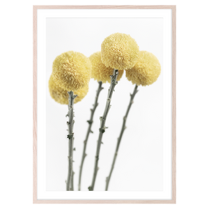 YELLOW POM POM