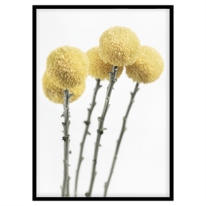 YELLOW POM POM