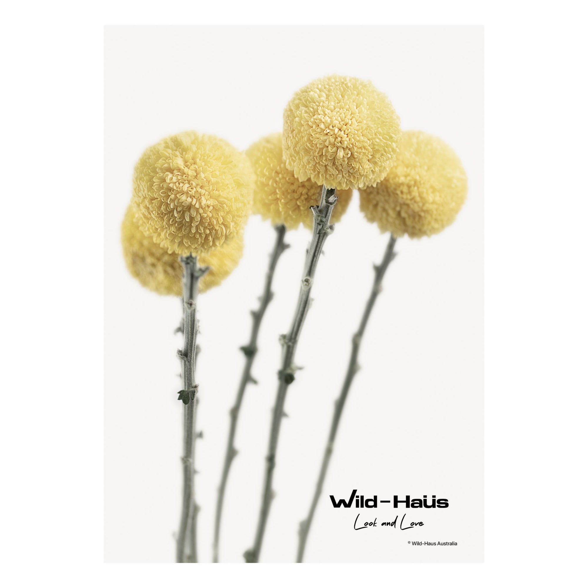 YELLOW POM POM