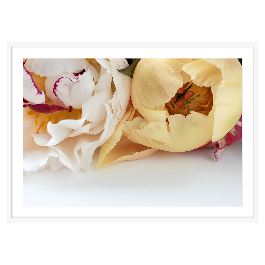 PEONIES