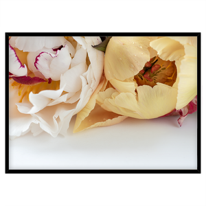 PEONIES