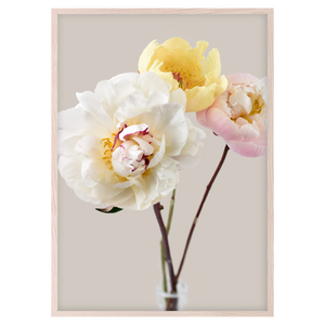 PEONIES III