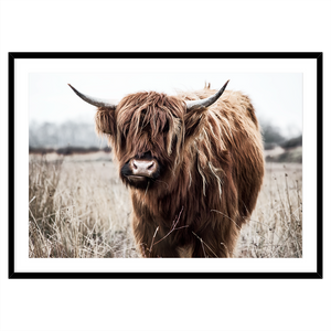 HIGHLAND COW I