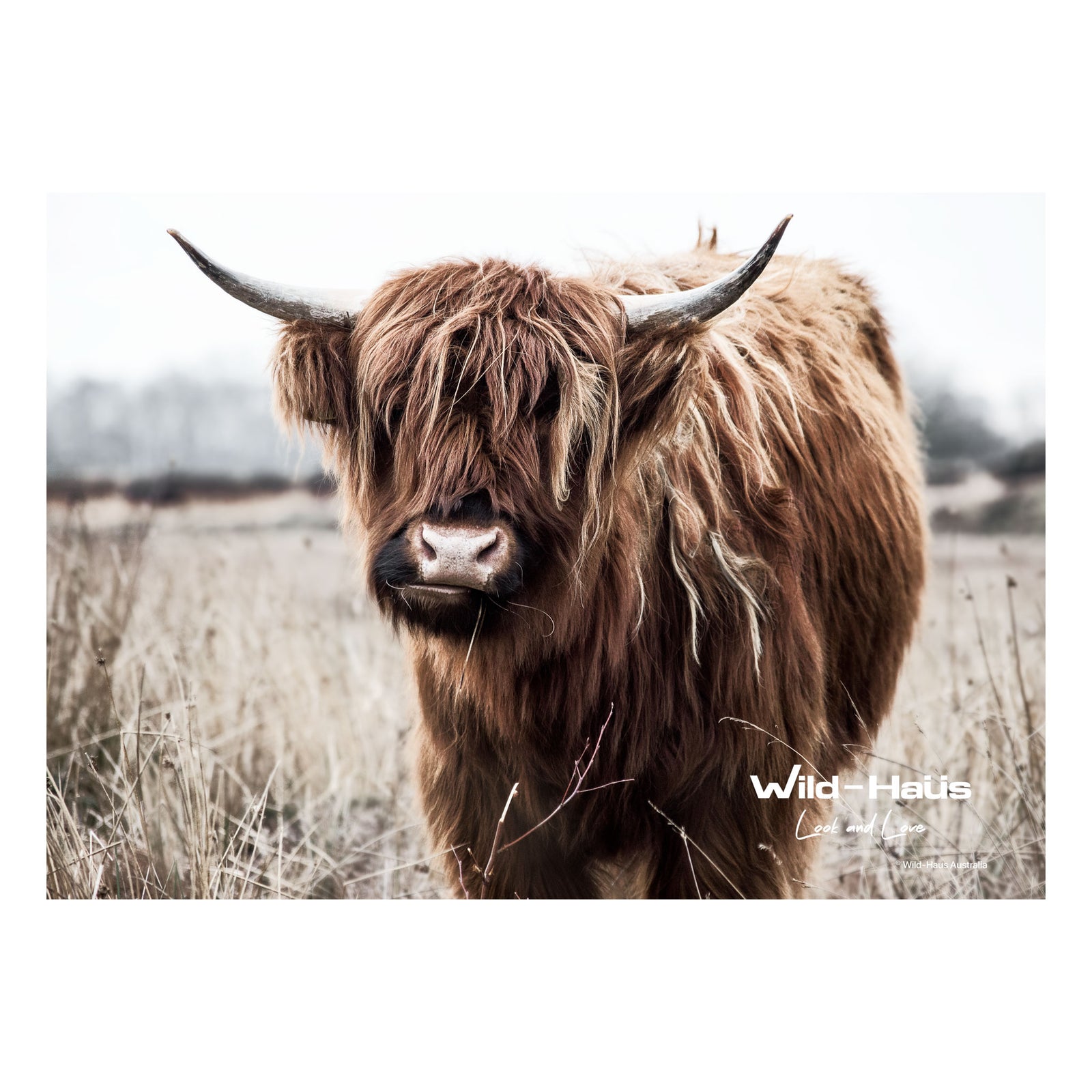 HIGHLAND COW I