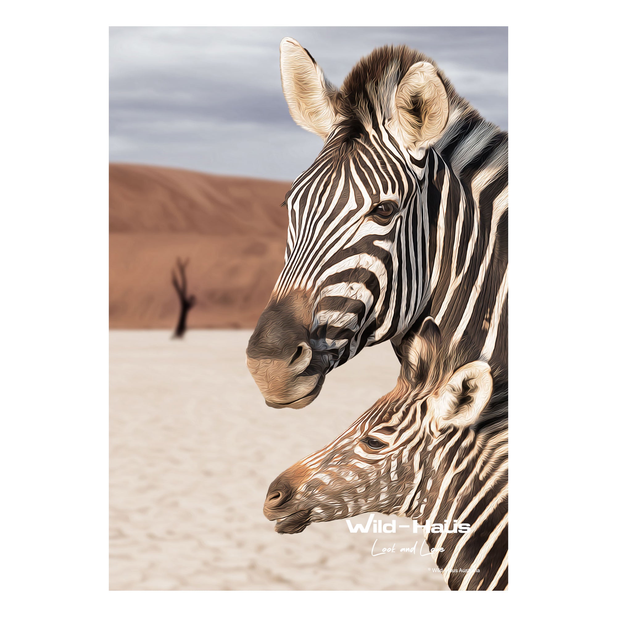 AFRICAN ZEBRA