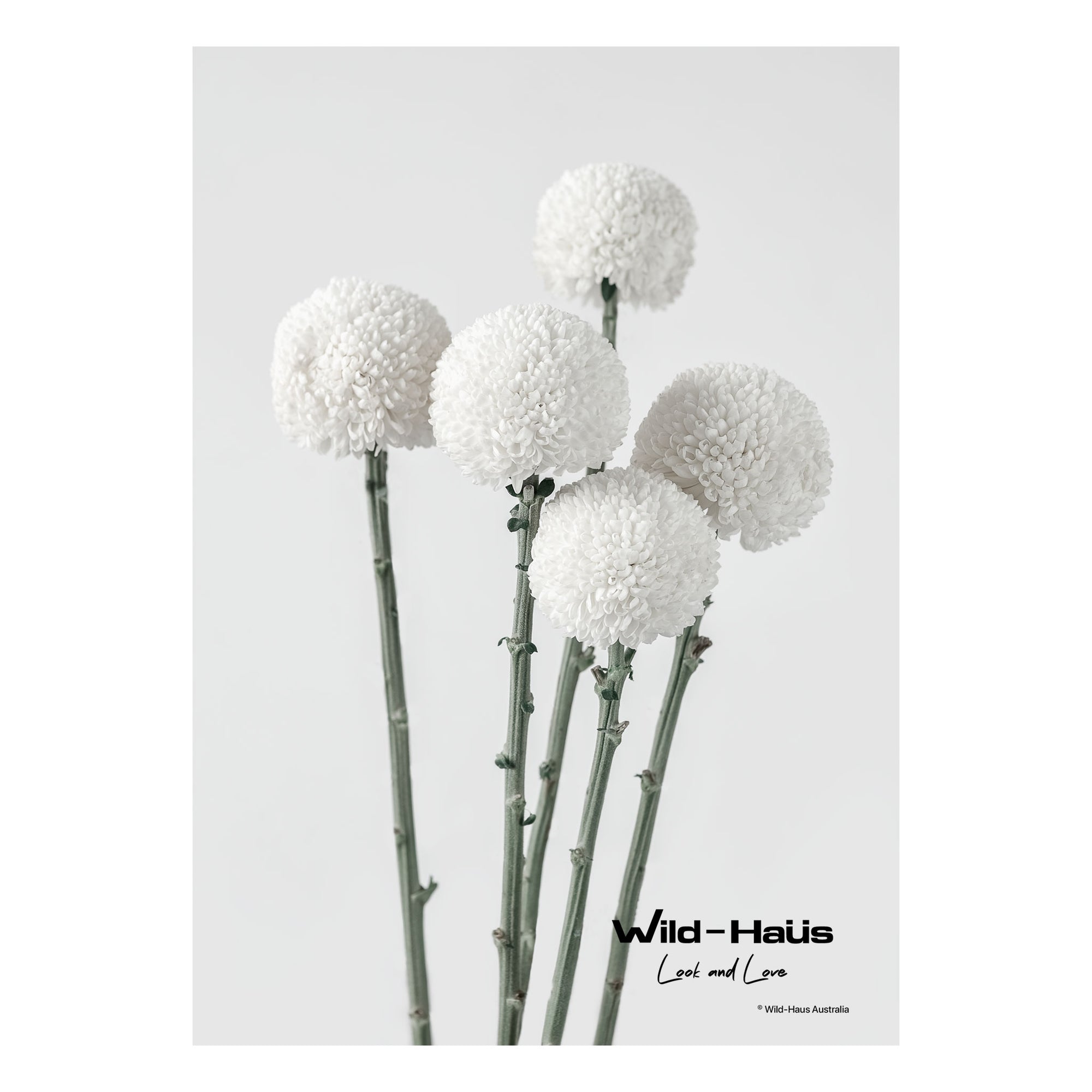 WHITE POM POMS I