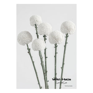 WHITE POM POMS II