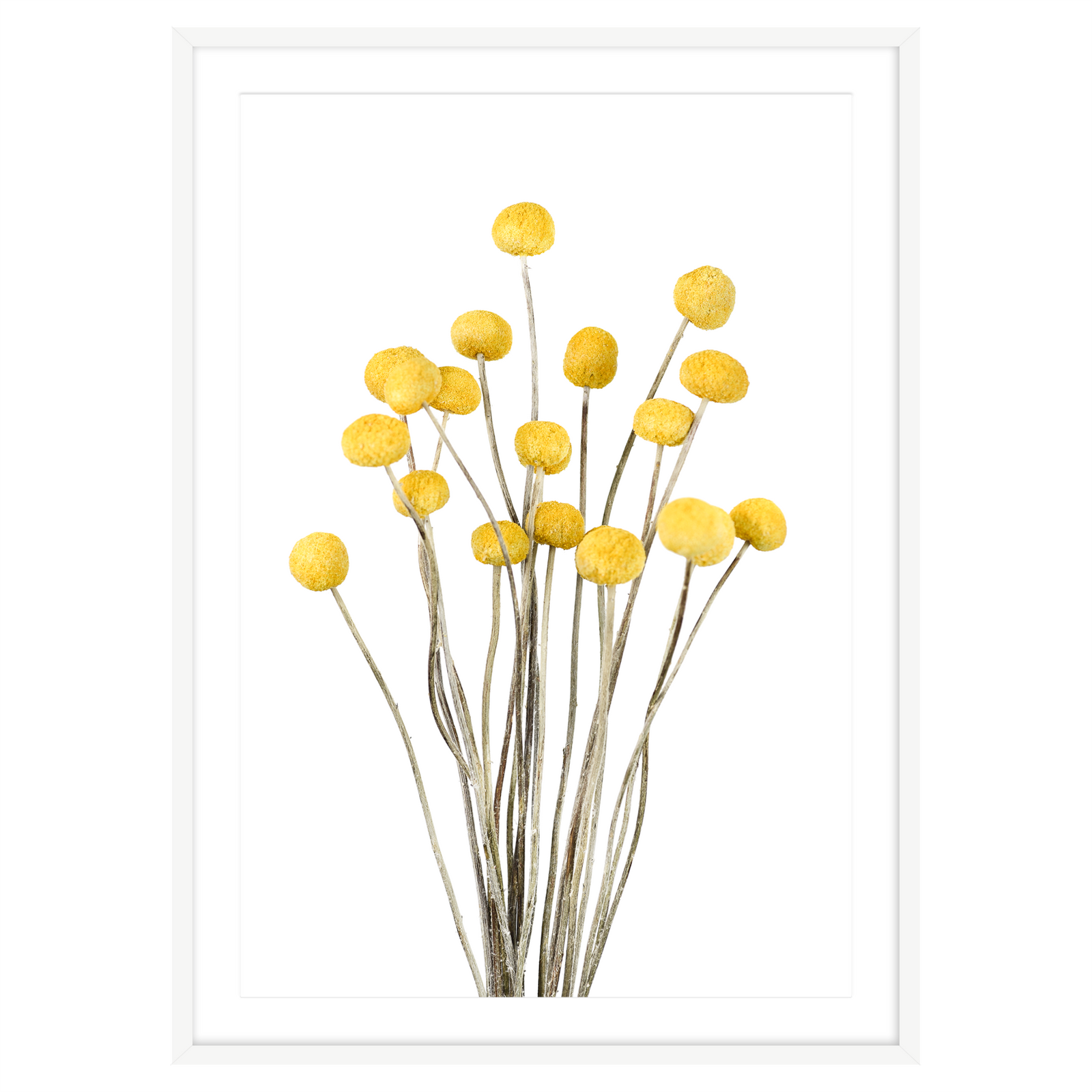 BILLY BUTTONS II