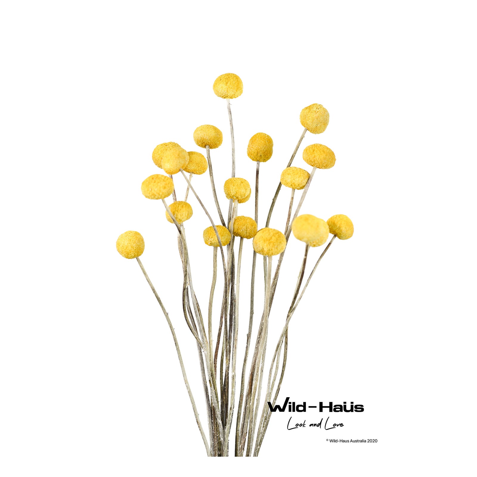 BILLY BUTTONS II