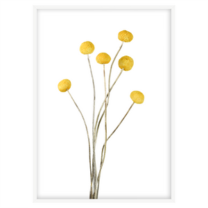 BILLY BUTTONS I