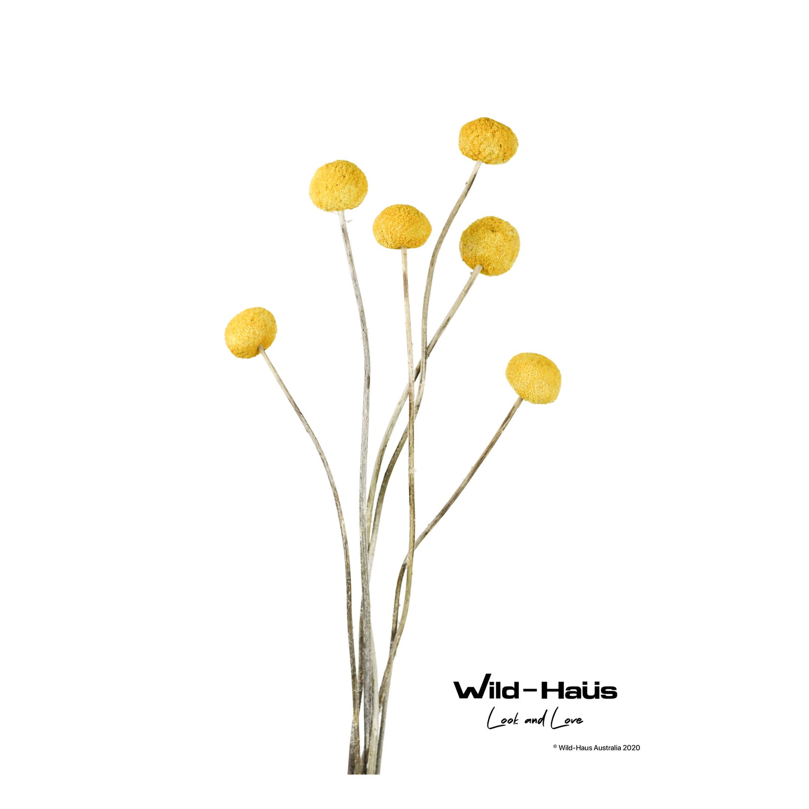 BILLY BUTTONS I