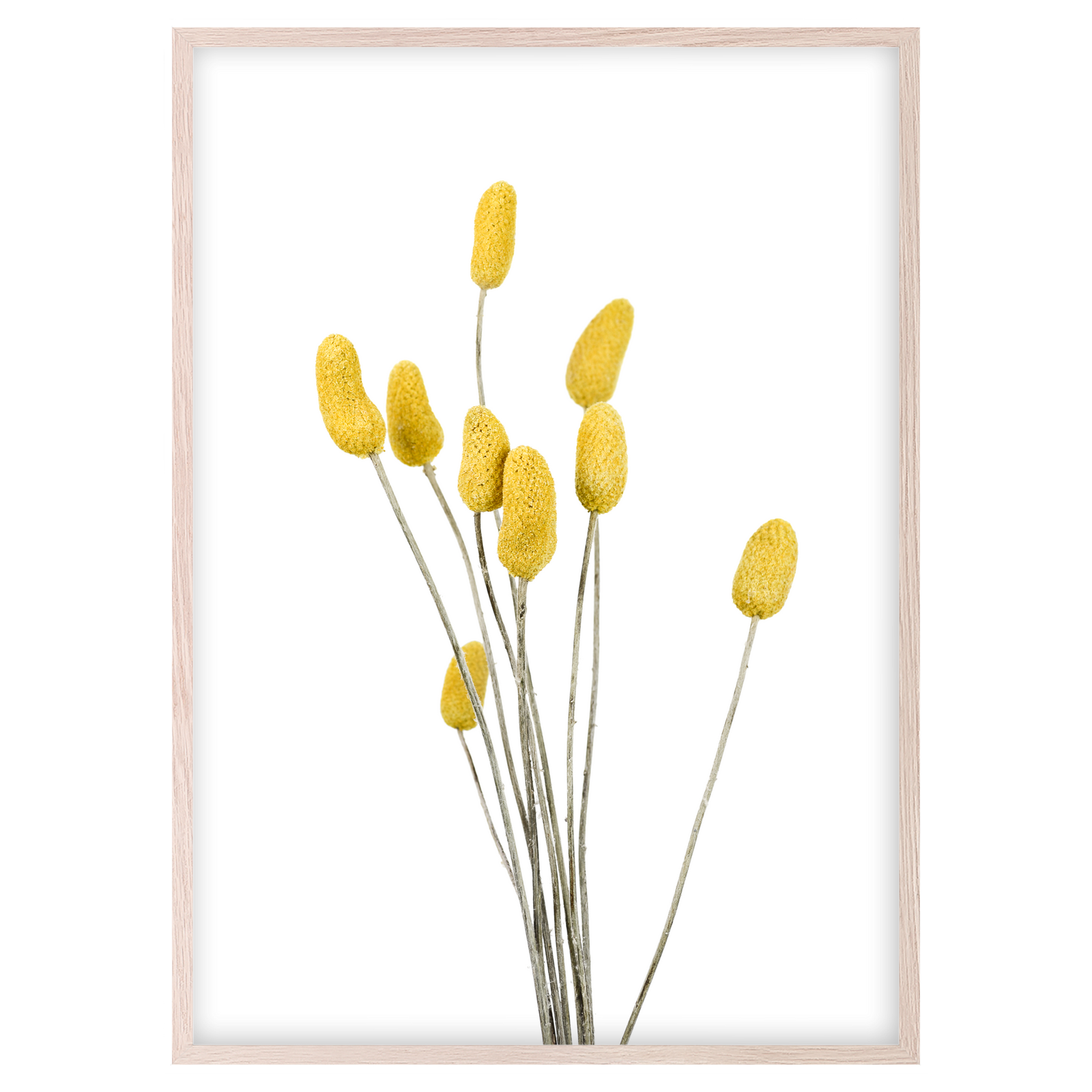 BILLY BUTTONS IV