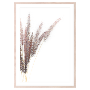 FOXTAIL II